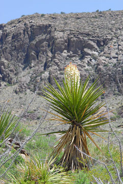 Sivun Yucca treculeana Carrière kuva