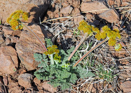 Imagem de Lomatium foeniculaceum subsp. macdougalii (Coult. & Rose) W. L. Theob.