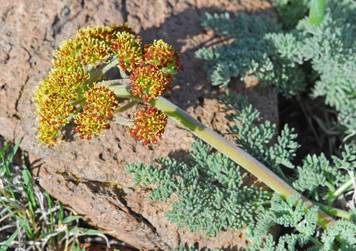 Imagem de Lomatium foeniculaceum subsp. macdougalii (Coult. & Rose) W. L. Theob.