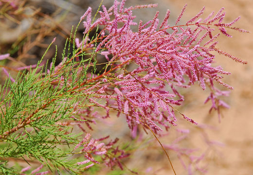 Image of five-stamen tamarisk