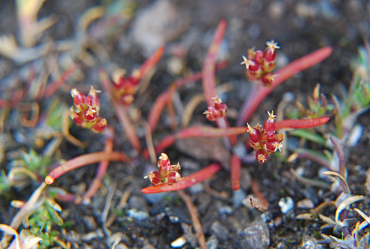 Imagem de Plantago elongata Pursh