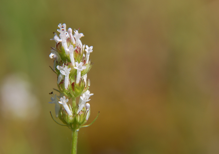 Plancia ëd <i>Plectritis macrocera</i>