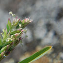 Image of Annual Meadow Grass