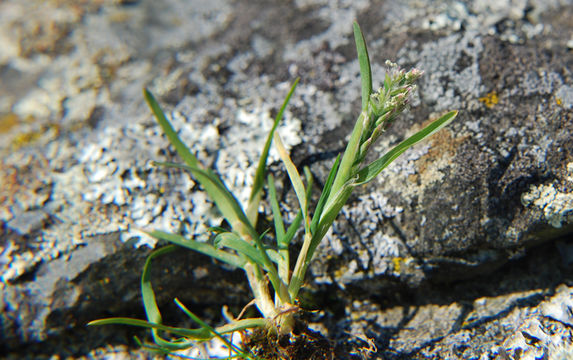 Image of Annual Meadow Grass