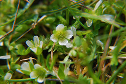 Image of Macoun's meadowfoam