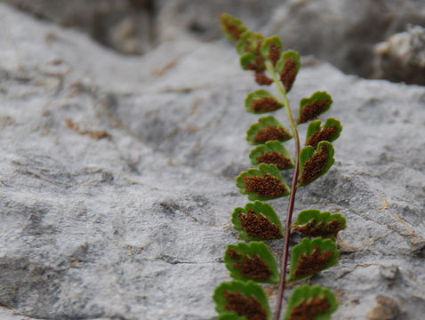 Plancia ëd Asplenium adulterinum Milde