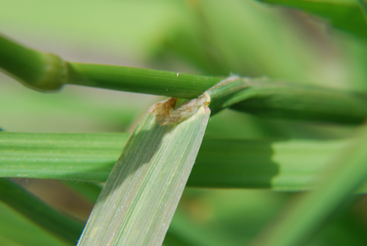 Image of California brome