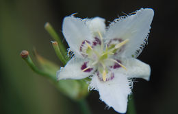 Image de Calochortus lyallii Baker