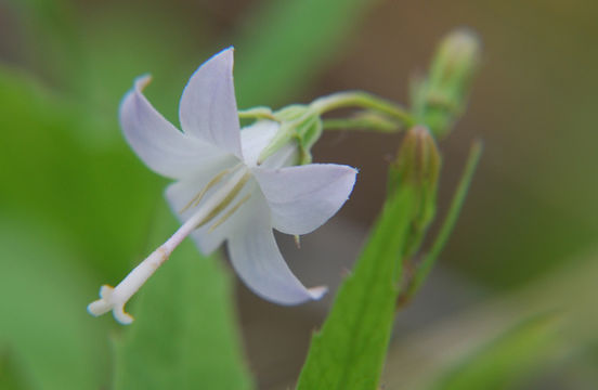 Imagem de Campanula scouleri Hook. ex A. DC.