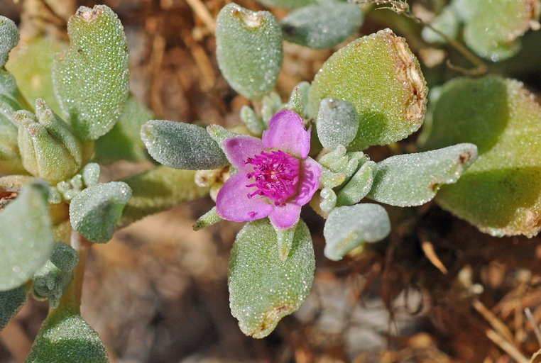 Image of verrucose seapurslane