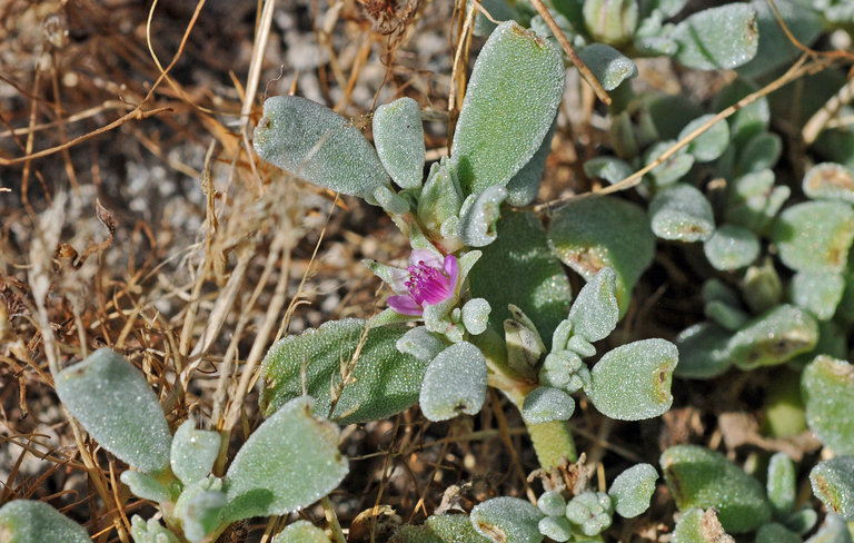 Image de Sesuvium verrucosum Raf.