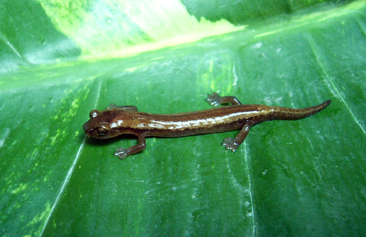 Image de Bolitoglossa zacapensis Rovito, Vásquez-Almazán & Papenfuss 2010