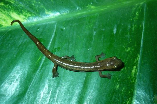 Imagem de Bolitoglossa zacapensis Rovito, Vásquez-Almazán & Papenfuss 2010