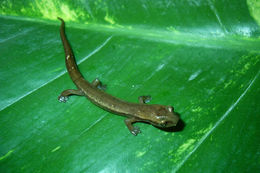 Image of Zacapa Salamander