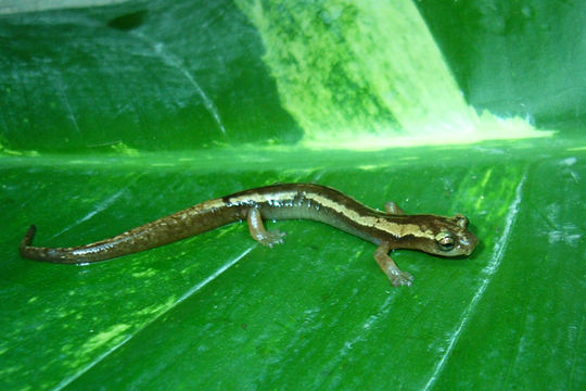 Imagem de Bolitoglossa zacapensis Rovito, Vásquez-Almazán & Papenfuss 2010