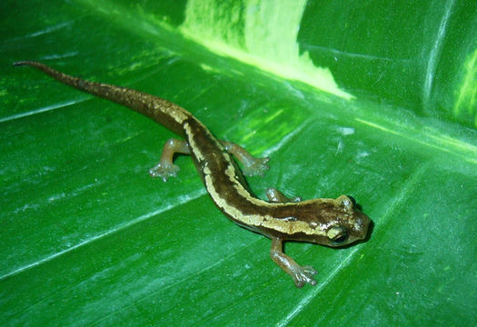 Image de Bolitoglossa zacapensis Rovito, Vásquez-Almazán & Papenfuss 2010