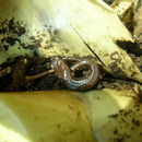 Image of Zacapa Salamander
