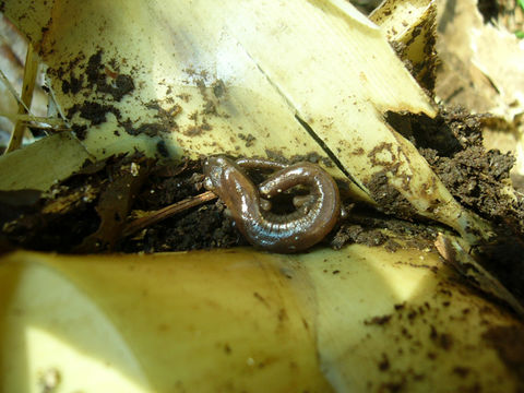 Imagem de Bolitoglossa zacapensis Rovito, Vásquez-Almazán & Papenfuss 2010