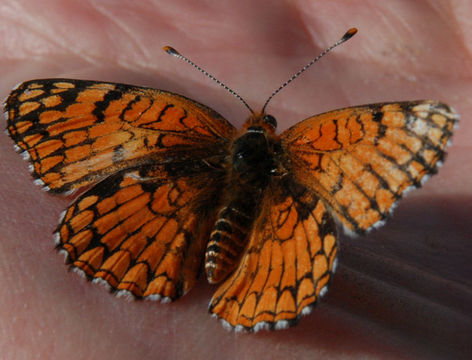 Image of Sagebrush Checkerspot