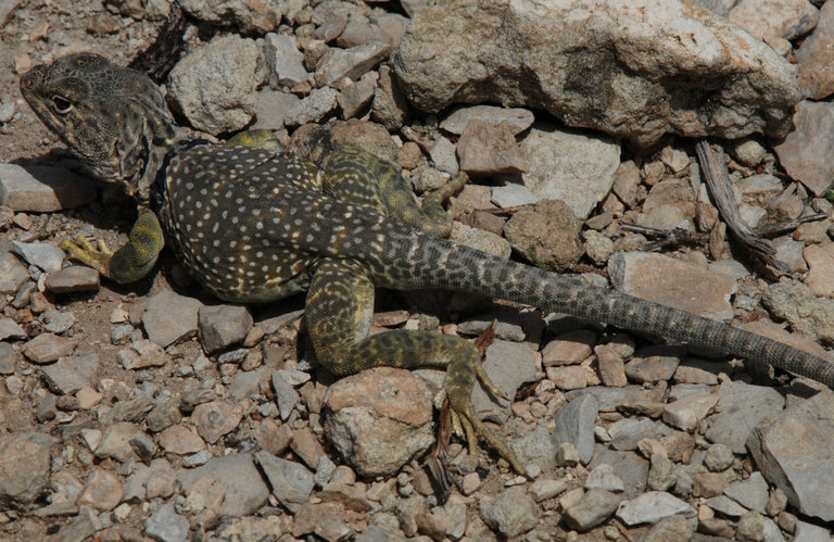 Image of Eastern Collared Lizard