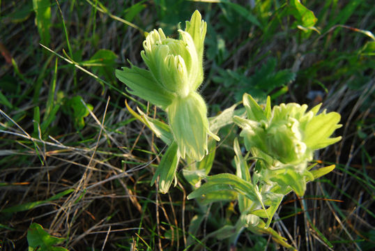 Sivun Castilleja cusickii Greenm. kuva