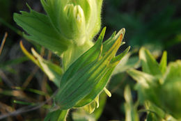 Image of Cusick's Indian paintbrush