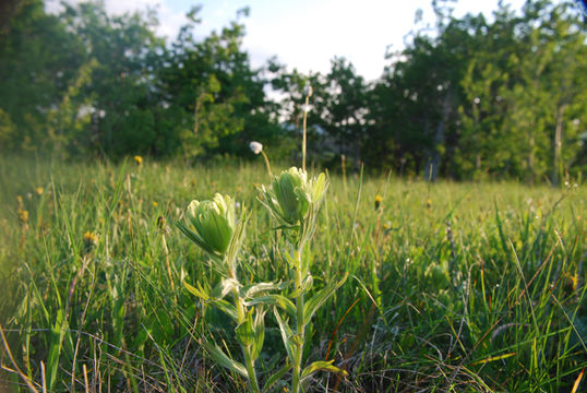 Image of Cusick's Indian paintbrush