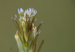 Image of attenuate Indian paintbrush
