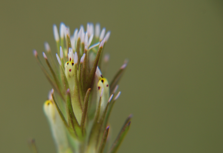 Image of attenuate Indian paintbrush