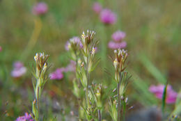 Image of attenuate Indian paintbrush