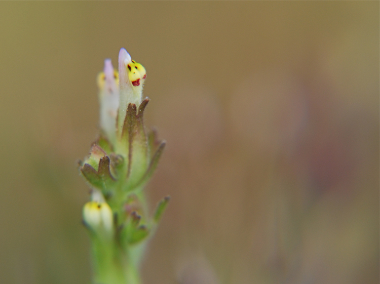 Image of attenuate Indian paintbrush