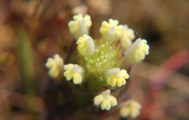 Image of Victoria's owl-clover