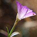 Image de Clarkia amoena subsp. lindleyi (Dougl.) F. H. Lewis & M. E. Lewis
