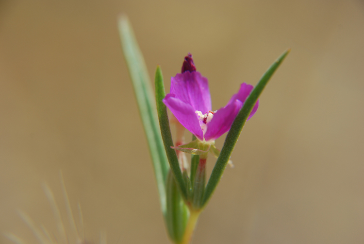 Clarkia purpurea subsp. quadrivulnera (Dougl.) Lewis & Lewis的圖片