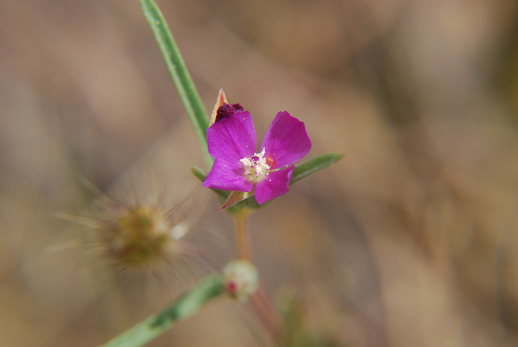 Clarkia purpurea subsp. quadrivulnera (Dougl.) Lewis & Lewis的圖片