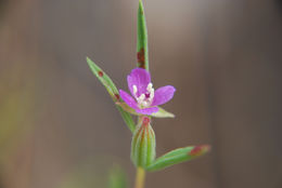 Plancia ëd Clarkia purpurea subsp. quadrivulnera (Dougl.) Lewis & Lewis