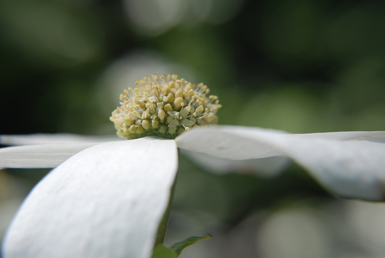 Image of Pacific dogwood