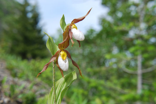 Imagem de Cypripedium montanum Douglas ex Lindl.