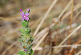 Image of <i>Epilobium densiflorum</i>