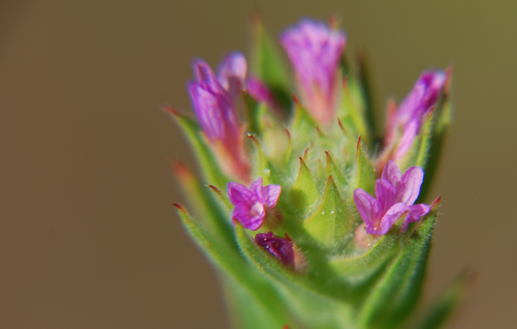 Image of <i>Epilobium densiflorum</i>