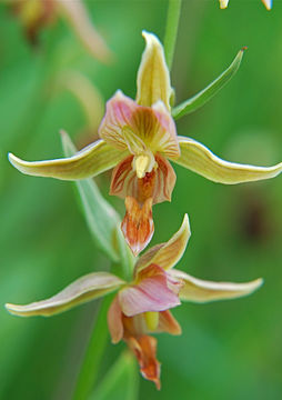 Image of Stream orchid