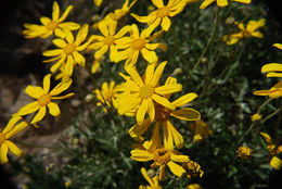 Plancia ëd Eriophyllum lanatum var. leucophyllum (DC.) W. R. Carter