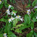 Imagem de Erythronium montanum S. Watson