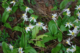 Imagem de Erythronium montanum S. Watson