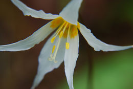 Imagem de Erythronium montanum S. Watson