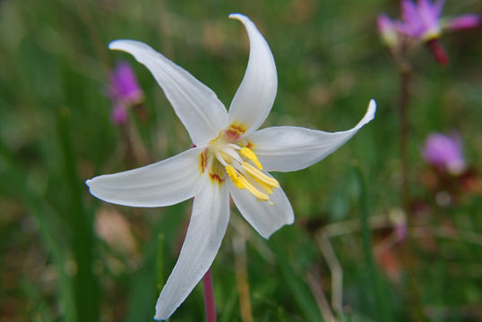 Image de Erythronium oregonum Applegate