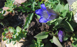 Image of Bog Gentian