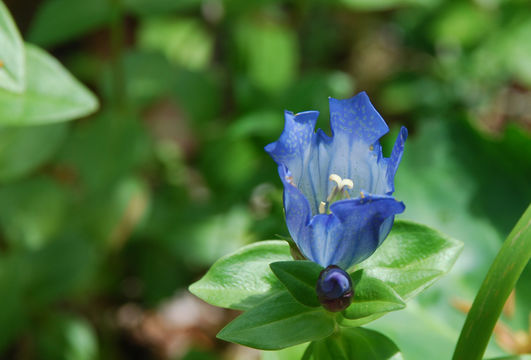 Image of broadpetal gentian