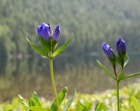 Image of King's Scepter Gentian