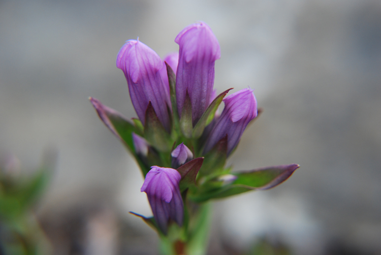 Image of Four-Part Dwarf-Gentian